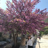 Pia Schnürer's Photo