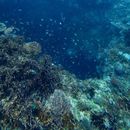 фотография Freediving In Blue Hole Romblon