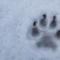 Dmitry Sementsov的照片