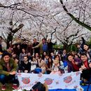 🌸Cherry Blossom International Picnic@Yoyogi Park's picture