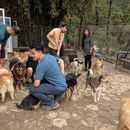 Immagine di Hike With Rescue Dogs!