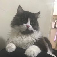 Mamad Monfared's Photo