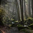Hiking In Schwarzwald 's picture