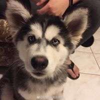 charisa choi's Photo