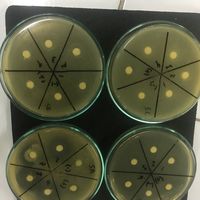 Marsha Dyah的照片