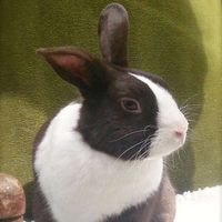 Pazuzu Gaylord's Photo