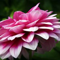 Alex Danieek的照片