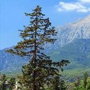 Göynük-Beycik Trekking's picture