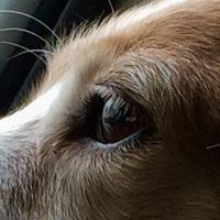 Salvatore Cavallo的照片