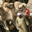 Early Morning Visit to Birqash Camel Market's picture