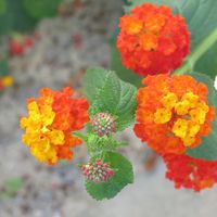 Rafael López的照片