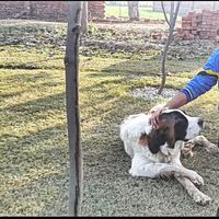 Dushyant Rajput's Photo