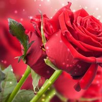 Carolina deortiz的照片