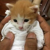 Bablu Tiwari的照片