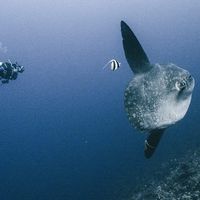 Syauqi Hidayat的照片