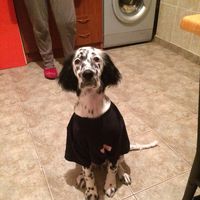 Elene lewin的照片