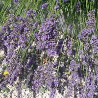 marie-paule-tomi's Photo