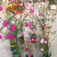 Le foto di Syed Abrahim