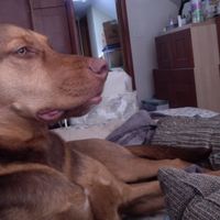 Fotos de chelsea shu