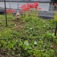 Yoshihiko Ishikawa's Photo