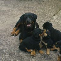 Joyce Kalantzi的照片