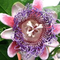 Corinne Le Du's Photo