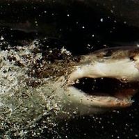 Фотографии пользователя Roland Knaap