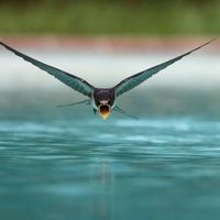 Elbek Shomuratov's Photo