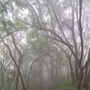 Monsoon trails on Mountain 的照片