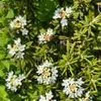 Shiori Omine的照片