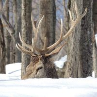 Les-caribous-en-cavale's Photo