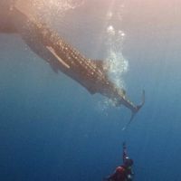 ABDULMAJEED AL-SUKARI's Photo