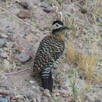 Gustavo Hermetica的照片