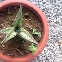 Mustapha Ouardouz的照片