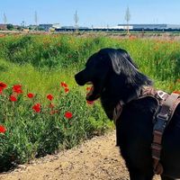 Werner Schulze-Erdel's Photo