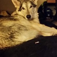 Kajira Etlu的照片