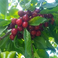 Photos de Kadir Yanar