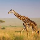 Masai Mara via Rental Car's picture