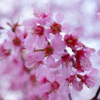 Sura Anantapong's Photo