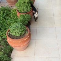 Le foto di Alperen Akl