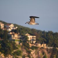 Omar Ibrahim's Photo