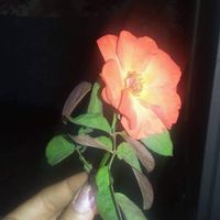 Fotos von Aslam Khan