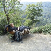 Julia Bosse的照片