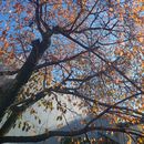 Tokyo in 2 days's picture