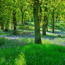 Bluebells walk's picture
