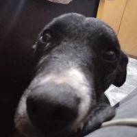 Joshua Rivero's Photo