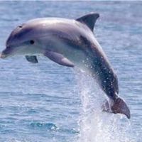 Photos de Cian Dolphin-Murray