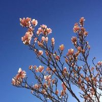 Lotta Hallenfur's Photo