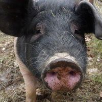 Almgasthaus Schwarz's Photo