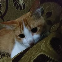 Rafli Ghozali's Photo